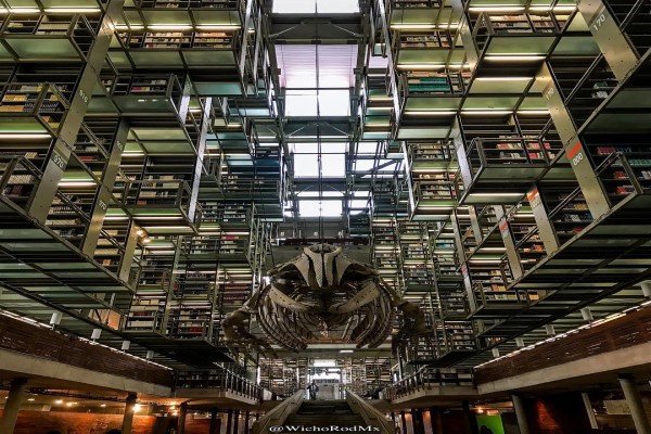 actividades para niños de preescolar en CDMX - La Biblioteca Vasconcelos un marco espectacular para los más pequeños