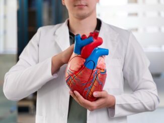 Cardiologistas - Médico cardiólogo sosteniendo en sus manos una maqueta del corazón humano con todas las arterias coronarias