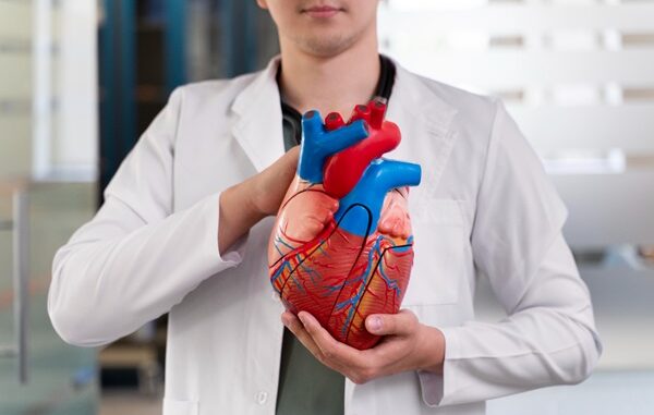Cardiologistas - Médico cardiólogo sosteniendo en sus manos una maqueta del corazón humano con todas las arterias coronarias