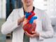 Cardiologistas - Médico cardiólogo sosteniendo en sus manos una maqueta del corazón humano con todas las arterias coronarias