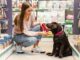 Tiendas de juguetes para perros - Mujer joven probando un collar para perros a su mascota en una tienda de Ciudad de México