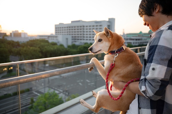 Hoteles pet friendly CDMX - Hombre sosteniendo a un perro en la terraza de un hotel en Ciudad de México para observar el atardecer junto a su mascota
