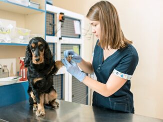 Clínicas veterinarias - Médico veterinario atendiendo a un perro en una de las mejores clínicas veterinarias en CDMX