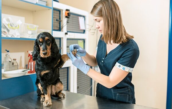 Clínicas veterinarias - Médico veterinario atendiendo a un perro en una de las mejores clínicas veterinarias en CDMX