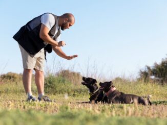 Entrenadores de perros - Hombre enseñado comportamiento a unos perros en un curso de los mejores entrenadores de perros en CDMX