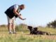 Entrenadores de perros - Hombre enseñado comportamiento a unos perros en un curso de los mejores entrenadores de perros en CDMX