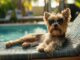 Hoteles para perros - Perro con lentes relajado en una silla en la piscina de uno de los mejores hoteles para perros en CDMX